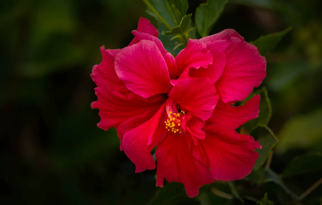 Photo wallpaper macro, petals, hibiscus