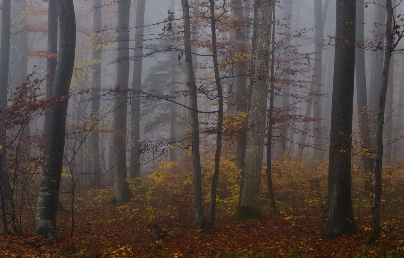Photo wallpaper autumn, forest, trees, nature, fog, Niklas Hamisch