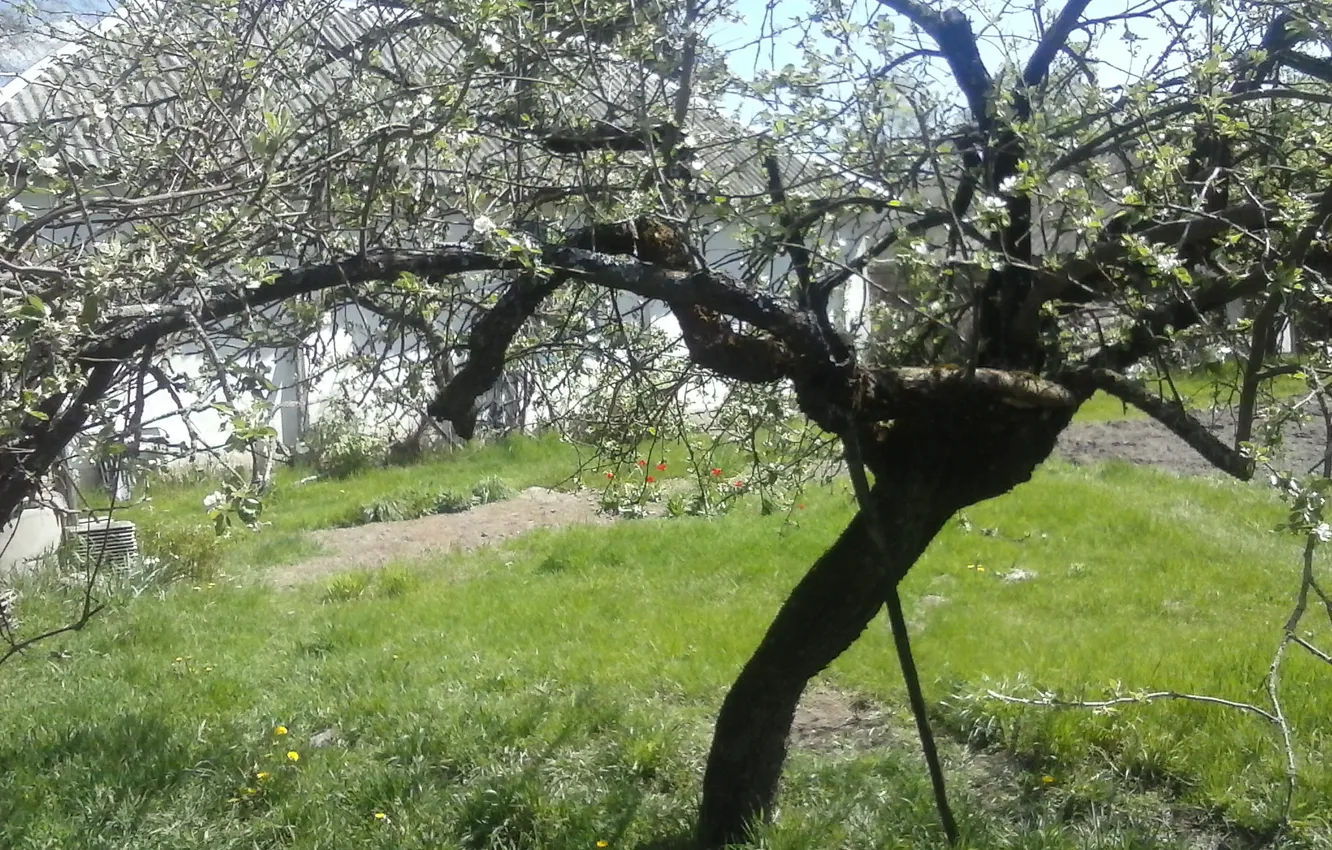 Photo wallpaper greens, summer, Apple