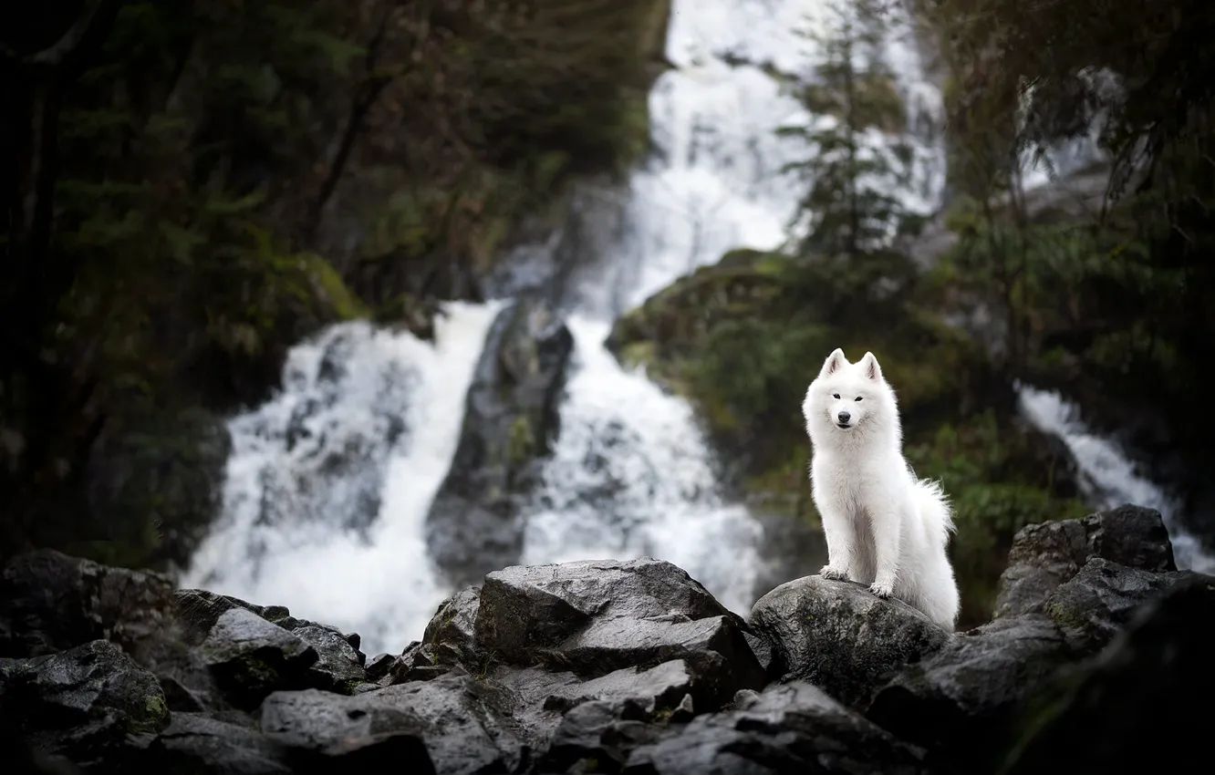 Photo wallpaper look, nature, pose, stones, rocks, waterfall, dog, white