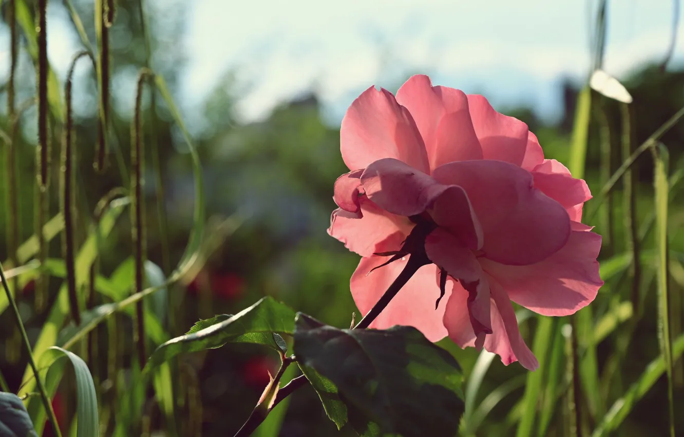 Photo wallpaper flower, grass, light, pink, rose, petals