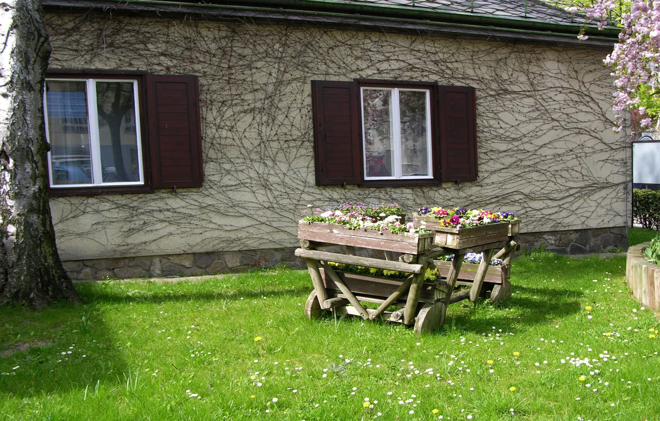 Photo wallpaper greens, the sun, flowers, Park, home, spring