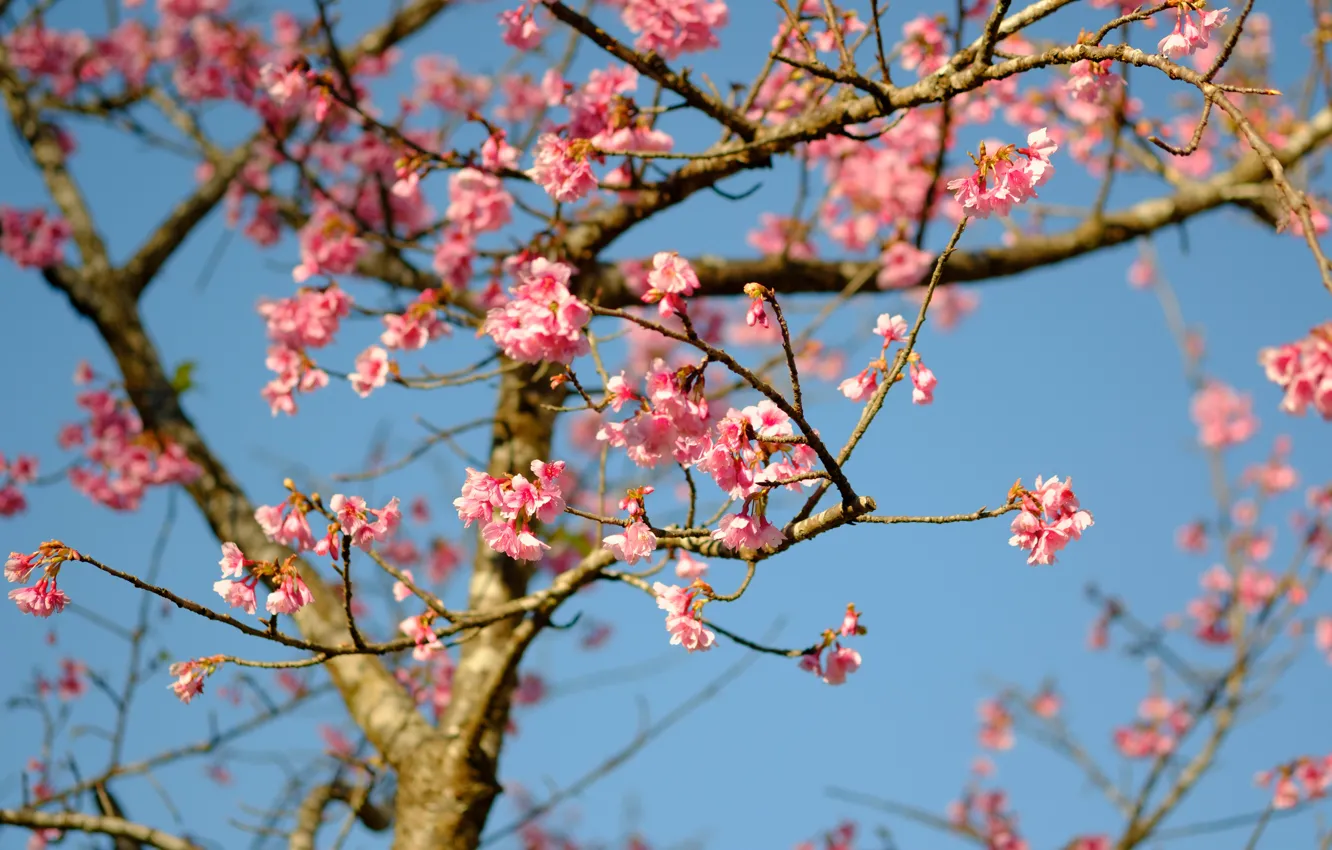 Photo wallpaper the sky, branches, spring, Sakura, flowering, pink, blossom, sakura