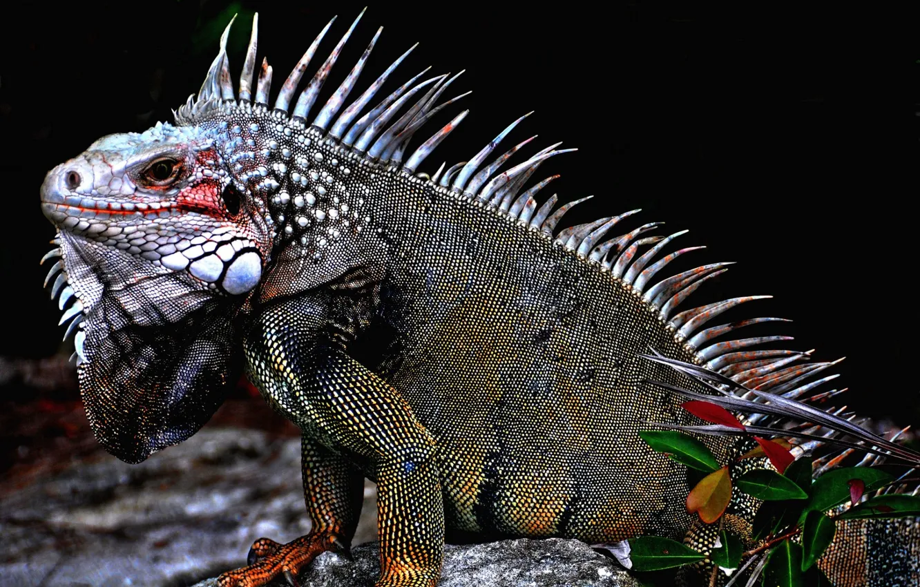 Photo wallpaper scales, lizard, iguana, colors