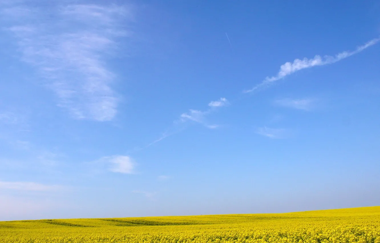 Photo wallpaper field, the sky, flowers, Yellow
