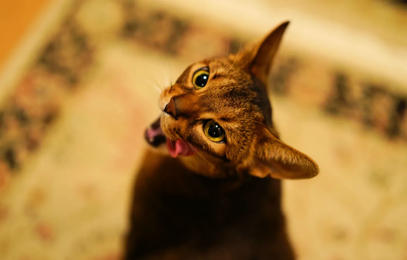 Photo wallpaper language, cat, look, background, Abyssinian