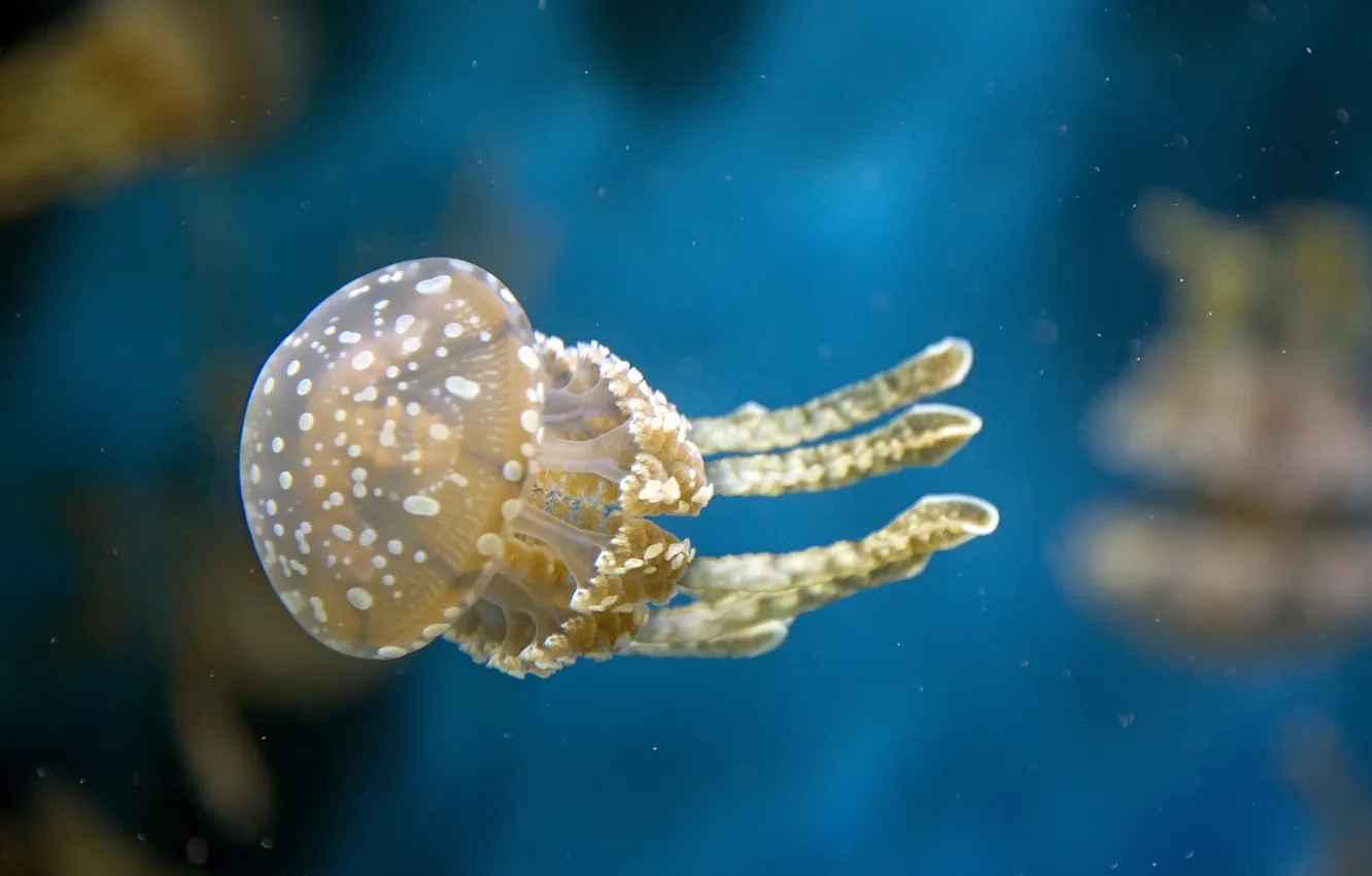 Photo wallpaper water, macro, jellyfish, underwater world