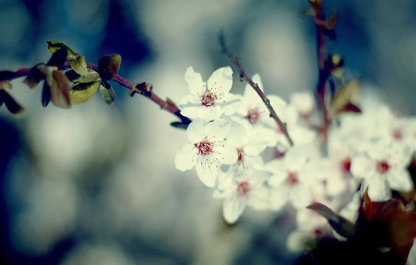 Photo wallpaper leaves, macro, flowers, branches, nature, photo, Wallpaper, plant