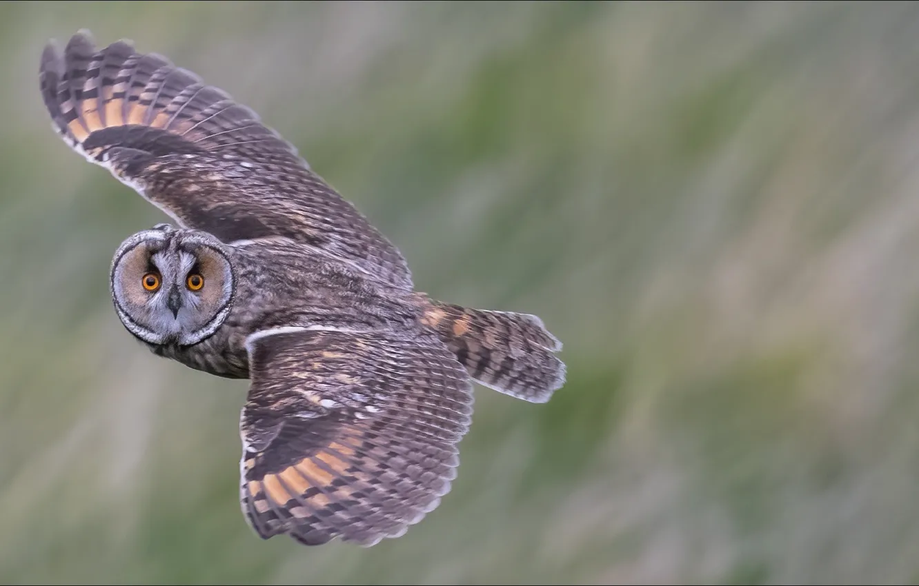 Photo wallpaper look, owl, bird, bird, the time, look, owl, Moment