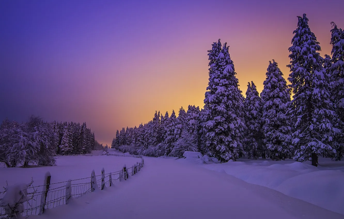 Photo wallpaper winter, forest, snow, trees, sunset, ate, the snow, Spain