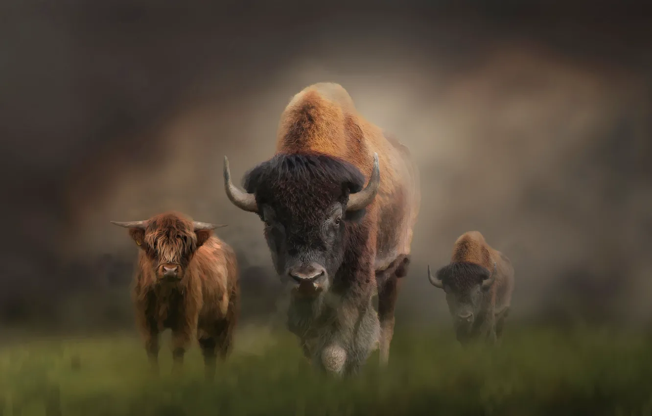 Photo wallpaper Fog, Grass, Look, Horns, Art, Bulls, Buffalo