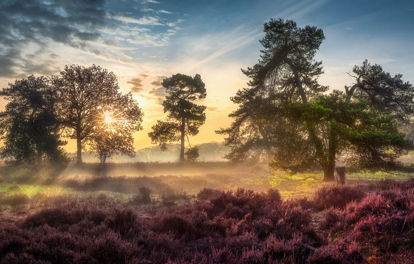 Photo wallpaper the sky, the sun, clouds, rays, light, trees, flowers, fog