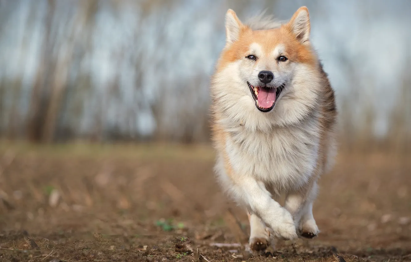 Photo wallpaper joy, dog, walk, bokeh, Icelandic Sheepdog, The Icelandic Sheepdog