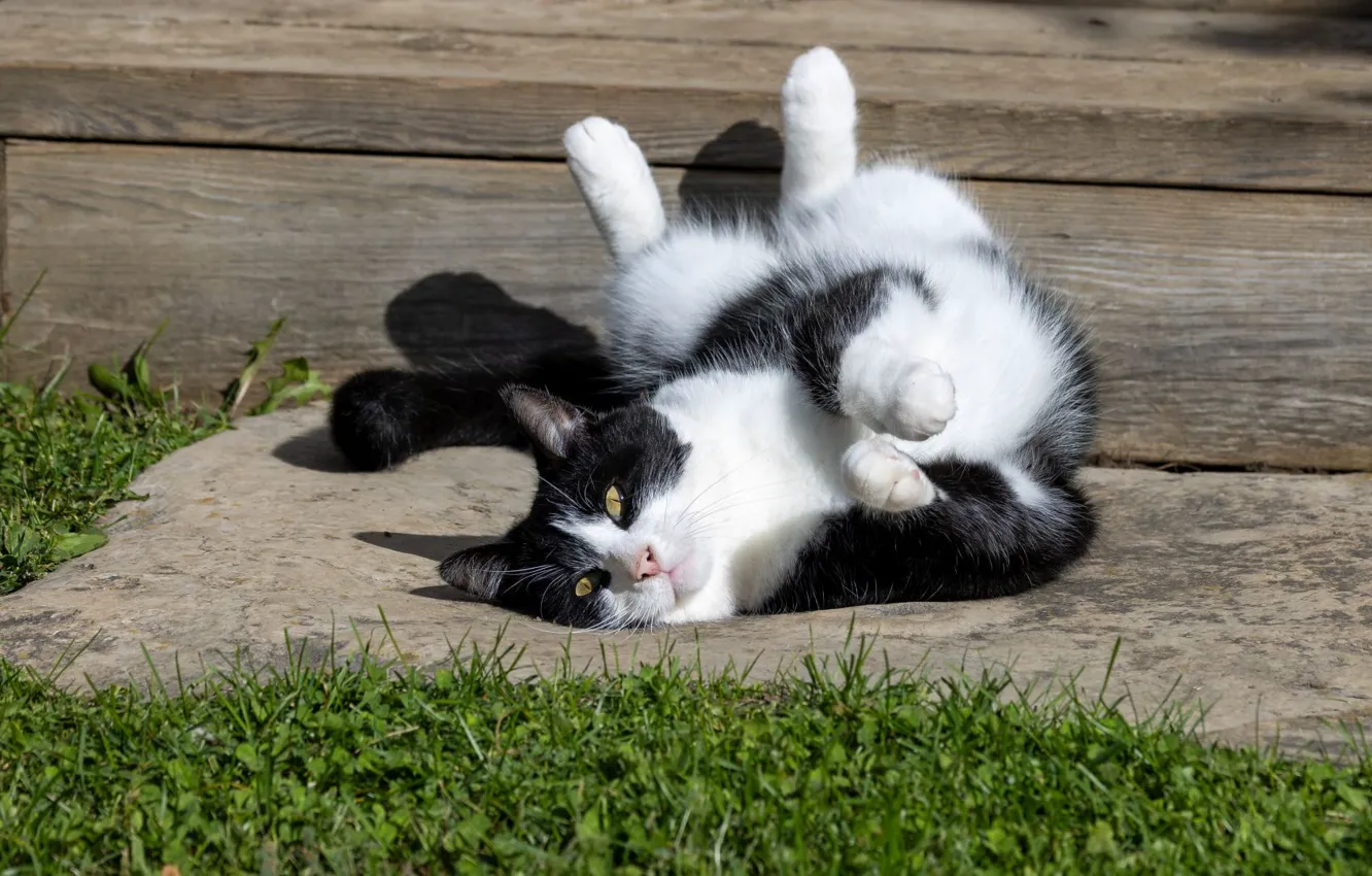 Photo wallpaper cat, cat, look, nature, pose, face