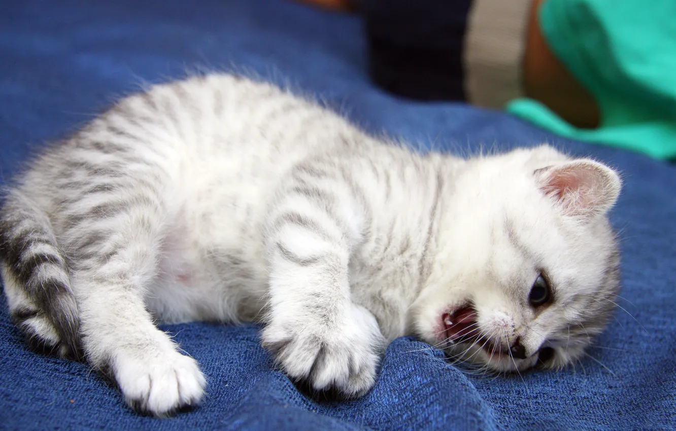 Photo wallpaper cat, cat, kitty