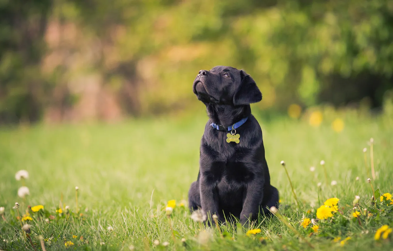 Photo wallpaper flowers, dandelion, dog, puppy, lawn, Labrador Retriever