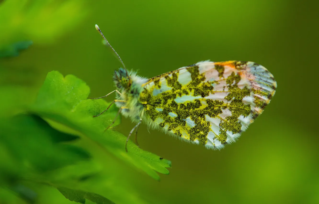 Photo wallpaper leaves, green, Insects, green, leaves, insects