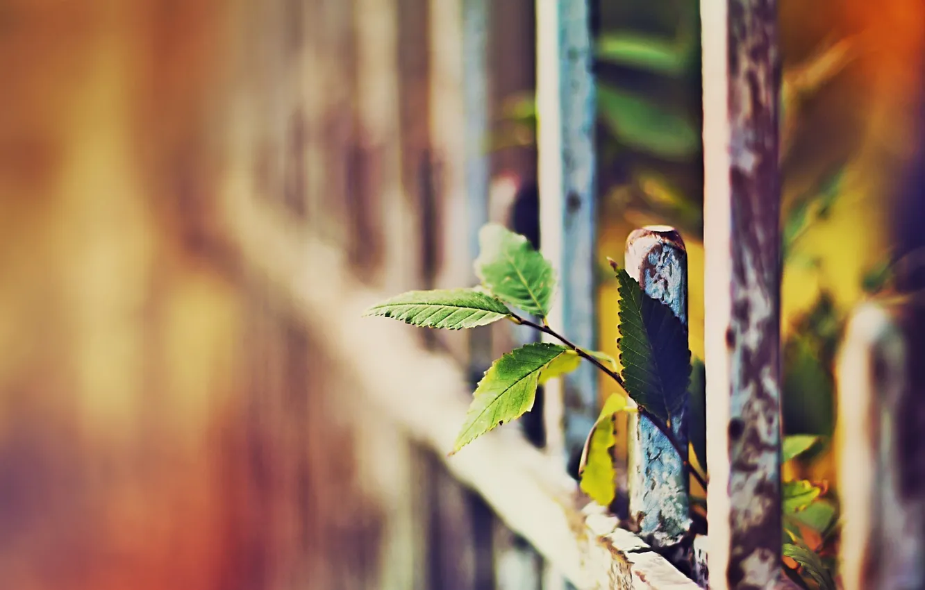 Photo wallpaper summer, the sun, light, the fence, plant, branch, fence, blur