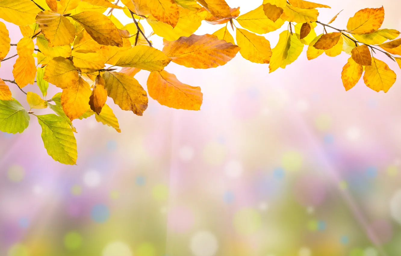 Photo wallpaper autumn, leaves, colorful, background, autumn, leaves, autumn