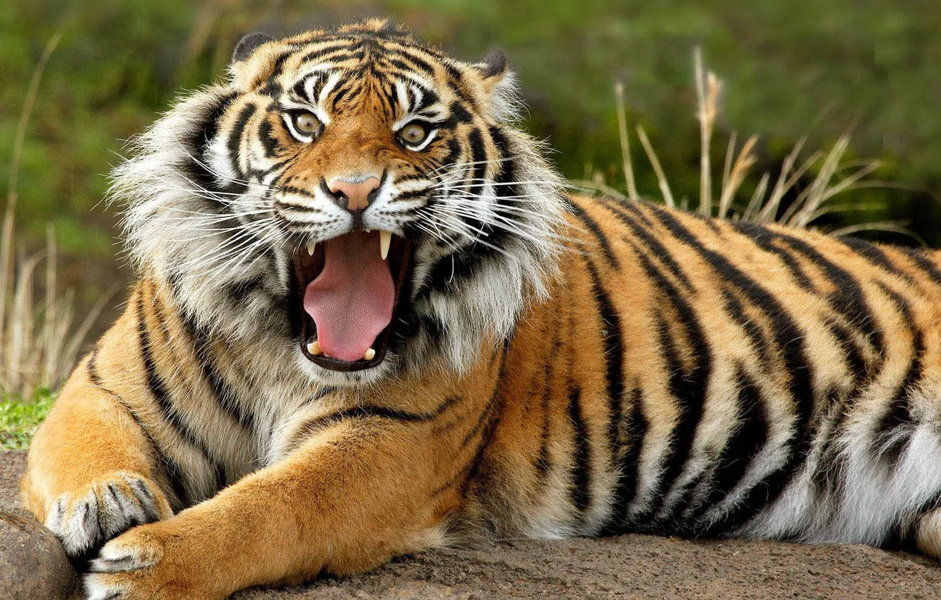 Photo wallpaper tiger, animal, Panthera tigris, big cat