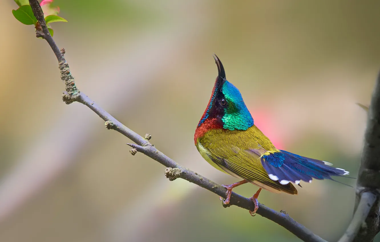 Photo wallpaper branches, pose, background, bird, Hummingbird, bird, bright plumage