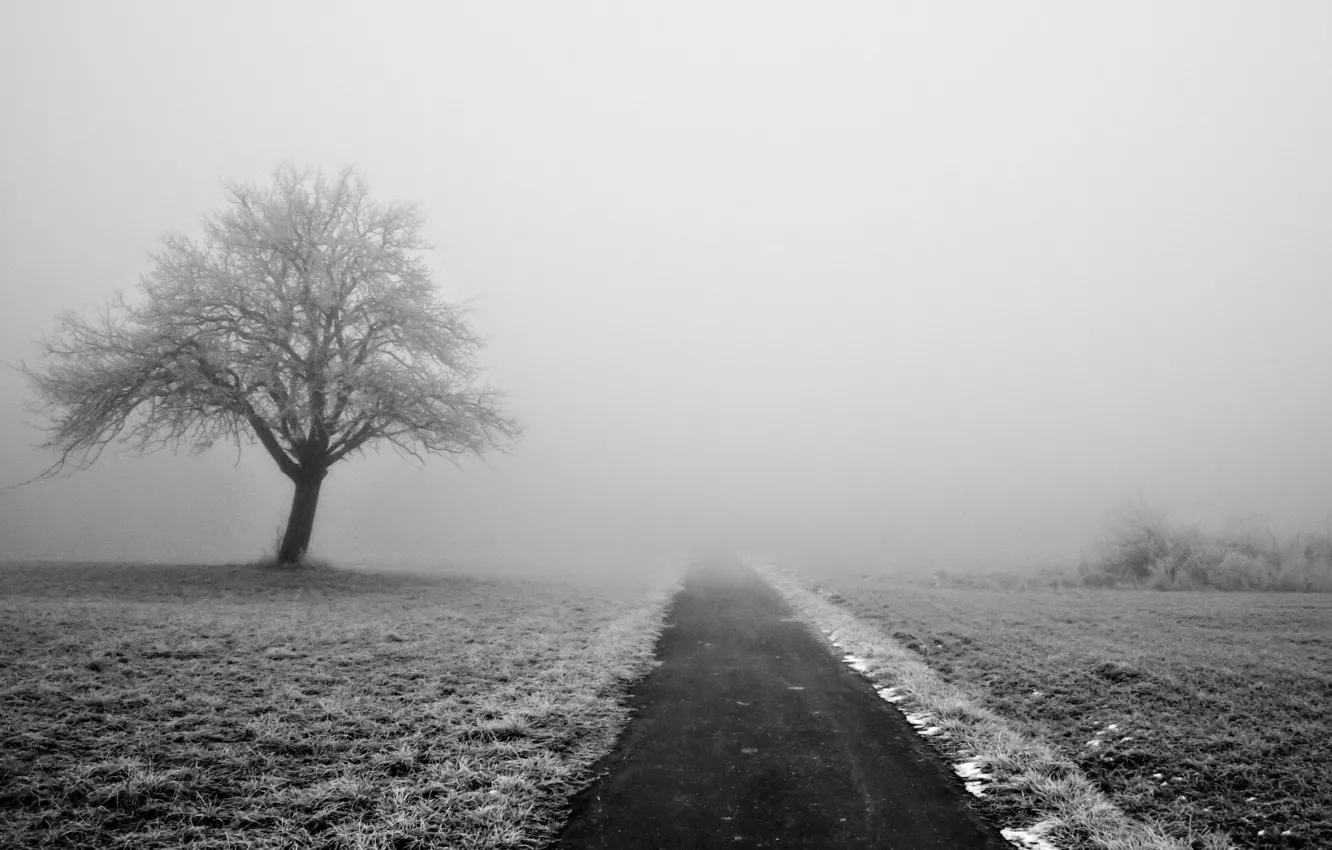 Photo wallpaper winter, road, snow, trees, nature, fog