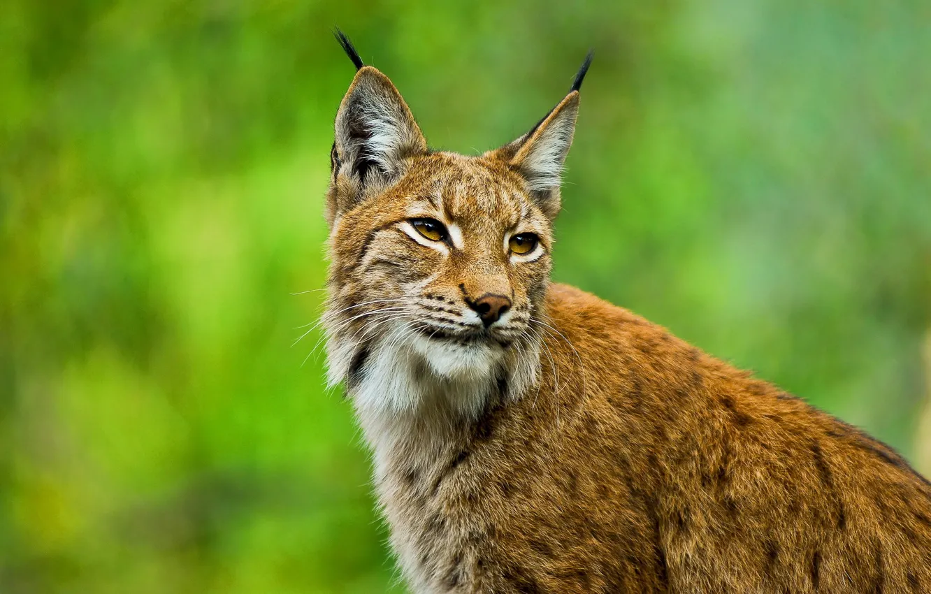 Photo wallpaper look, face, ears, lynx, wild cat, brush, sideburns", European