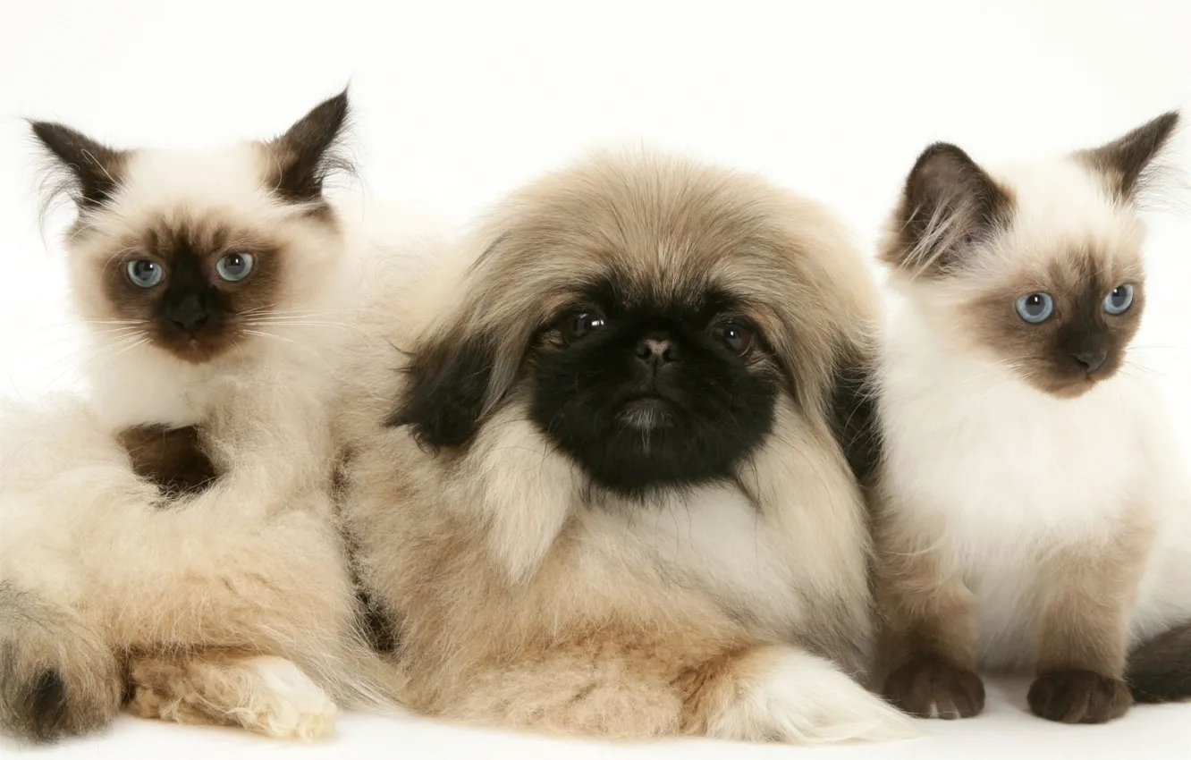 Photo wallpaper kittens, puppy, fluffy, Pekingese