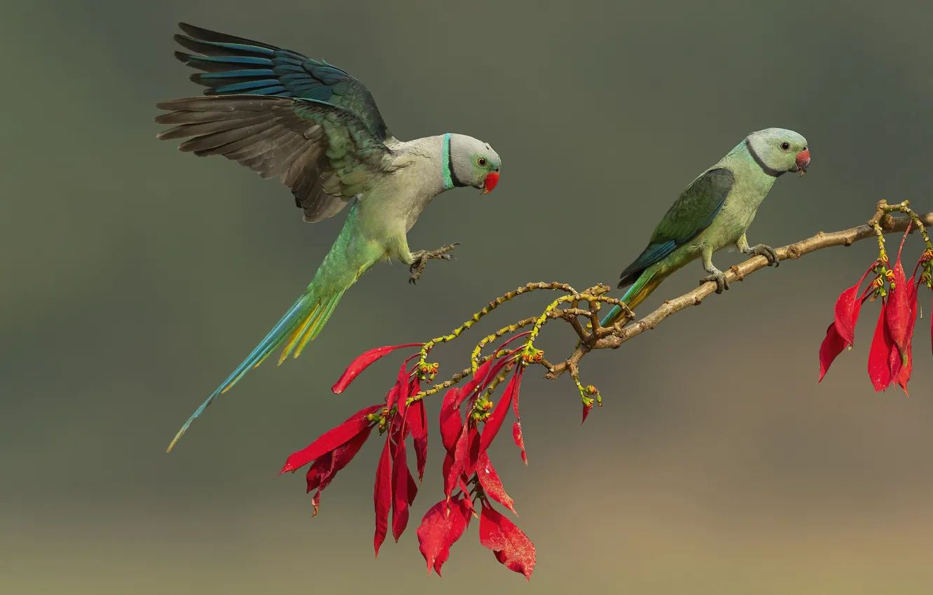 Photo wallpaper leaves, branches, red, pose, background, each, bird, wings