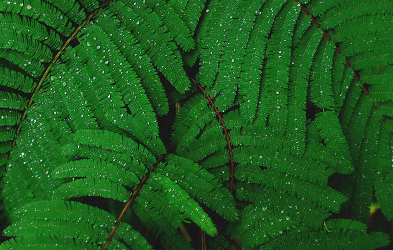 Photo wallpaper leaves, drops, foliage, leaves, water drops, Mimosa, green leaves, after Dagda
