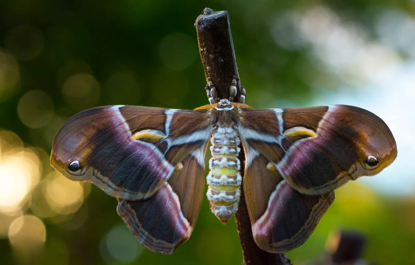 Photo wallpaper background, pattern, butterfly, wings, insect, bokeh, bitch, Emperor moth