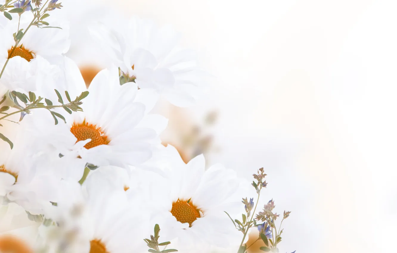 Photo wallpaper flowers, flowers, leaves, leaves, white chrysanthemum, white-chrysanthemum