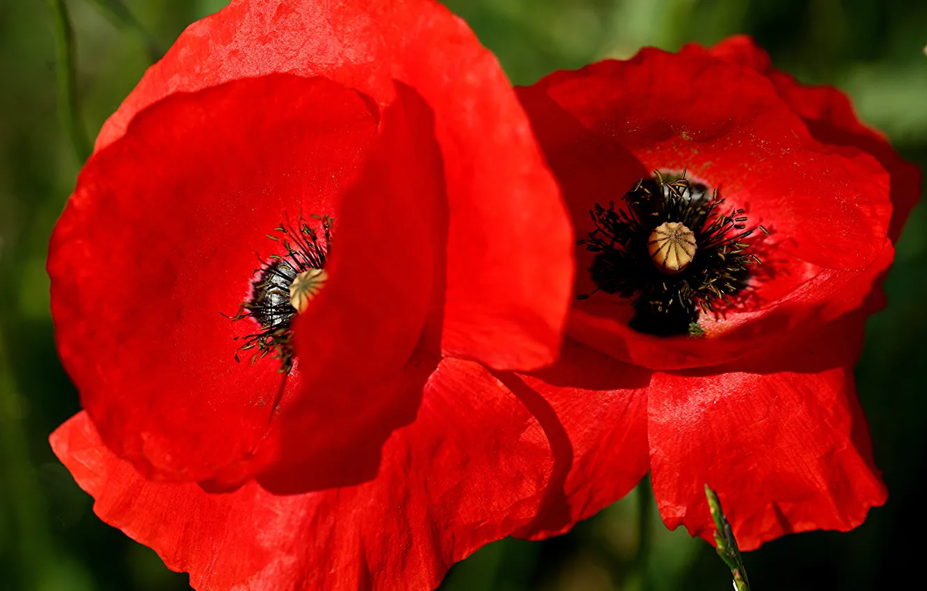 Photo wallpaper macro, nature, Mac, petals