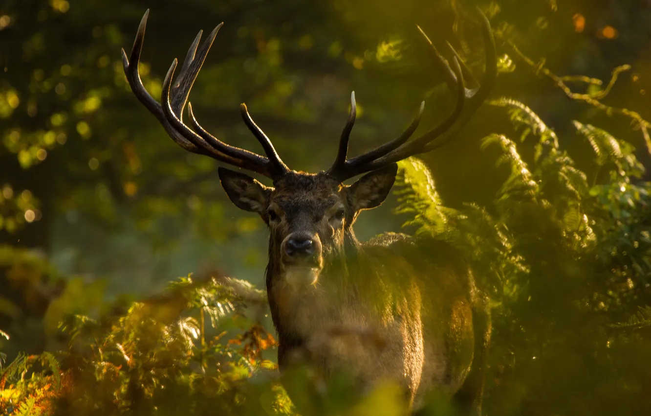 Photo wallpaper forest, nature, animal, dawn, plants, deer, horns