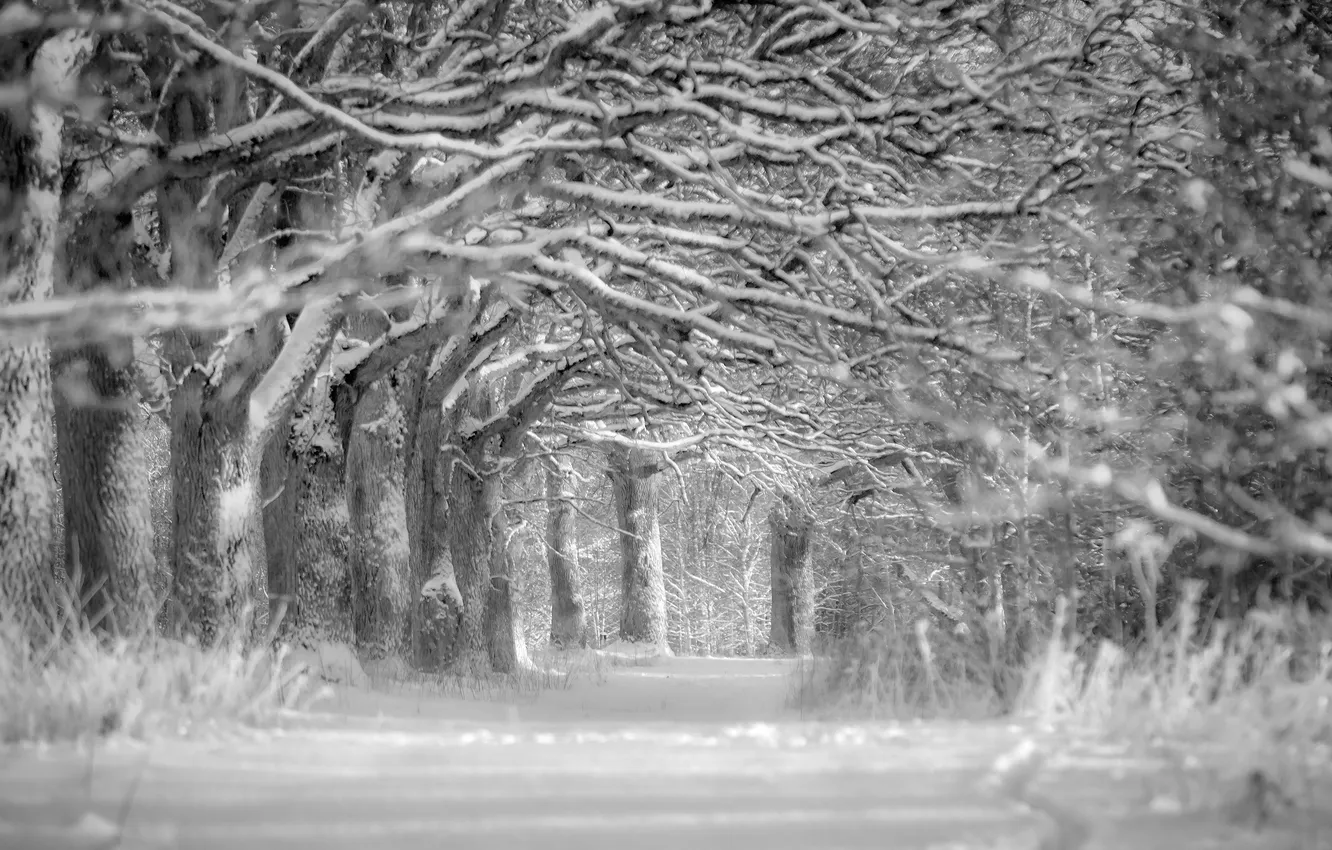 Photo wallpaper winter, snow, trees