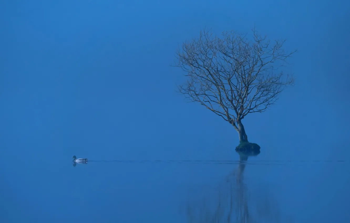 Photo wallpaper fog, lake, tree, duck