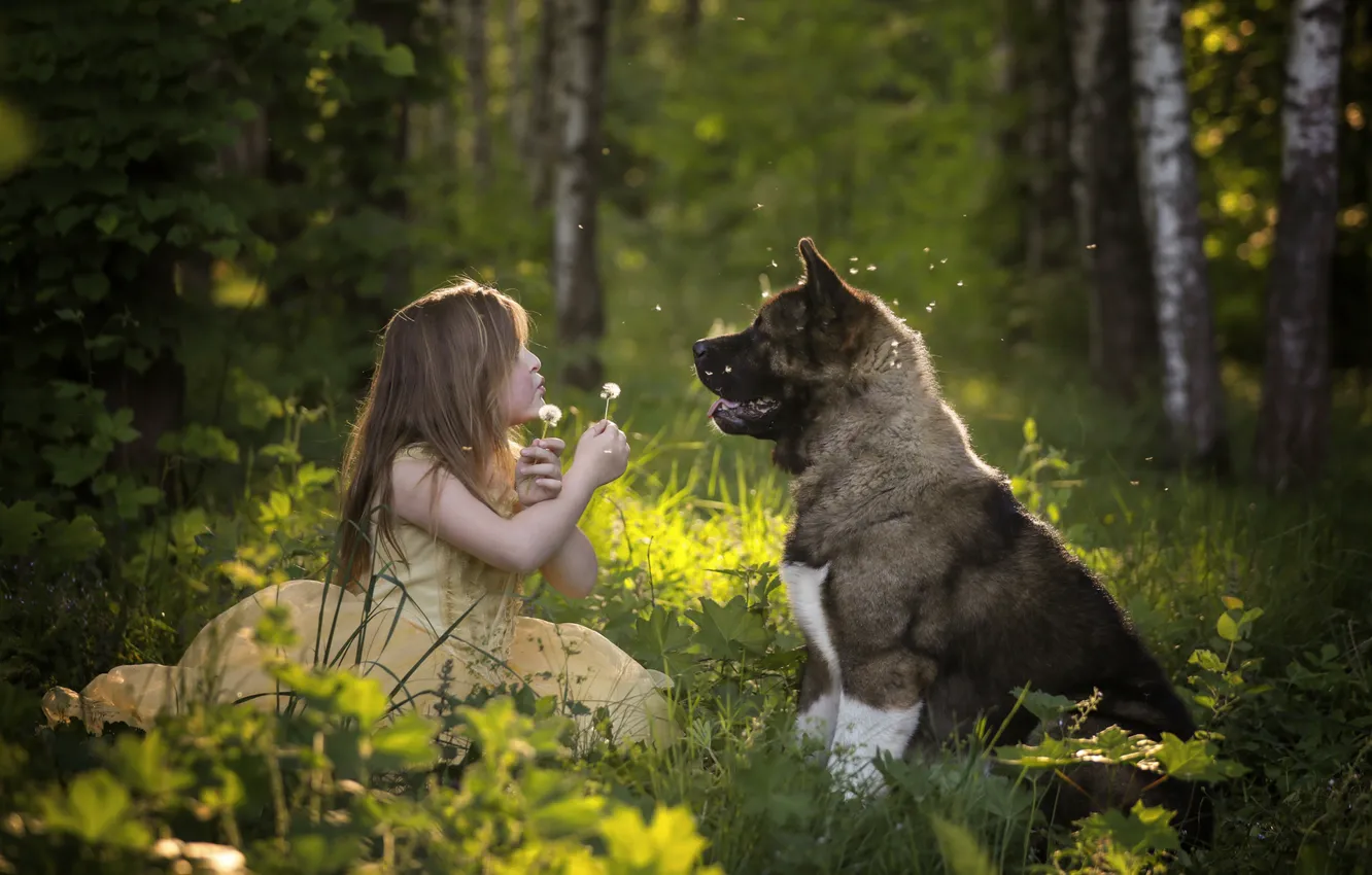 Photo wallpaper forest, mood, dog, girl, dandelions, friends, American Akita