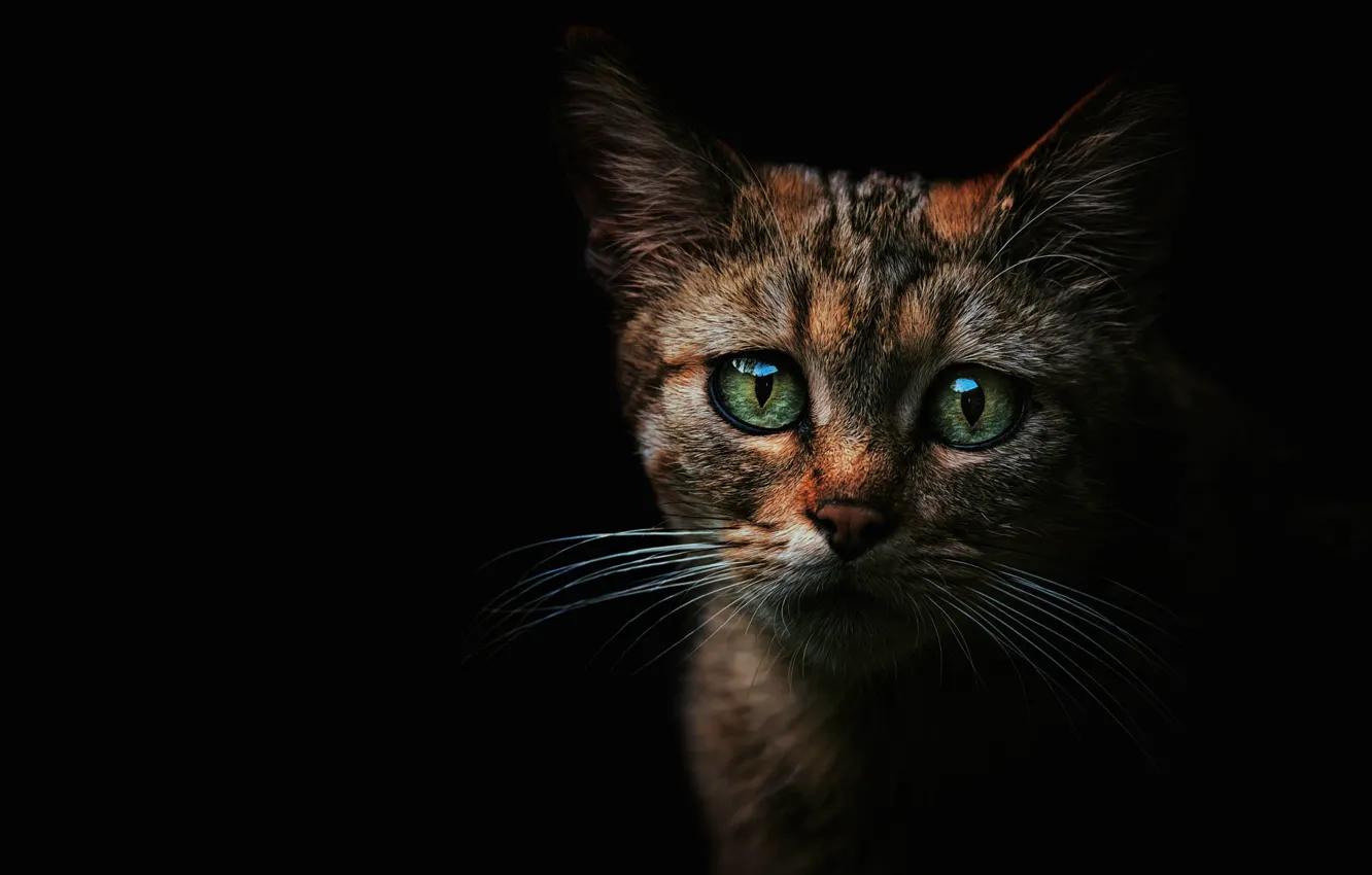 Photo wallpaper cat, eyes, look, face, green, Shine, cat, black background