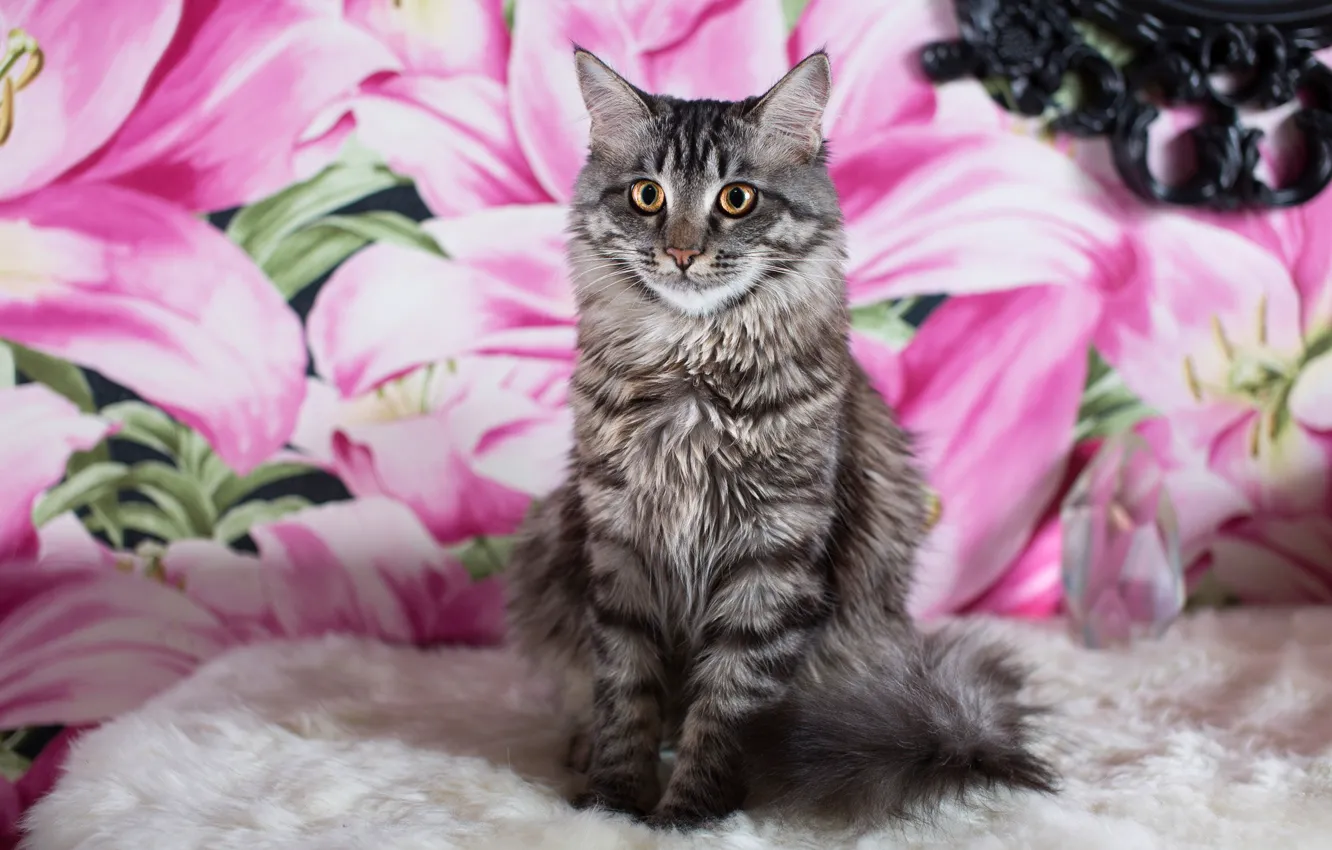 Photo wallpaper cat, look, background