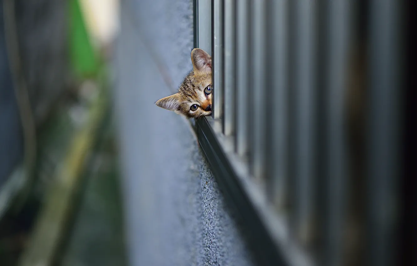 Photo wallpaper kitty, looks, wall, spying