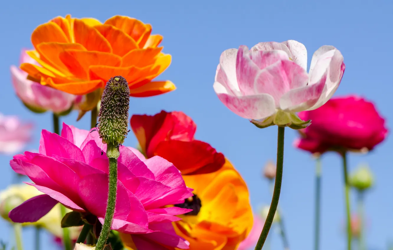 Photo wallpaper the sky, Mac, petals, stem