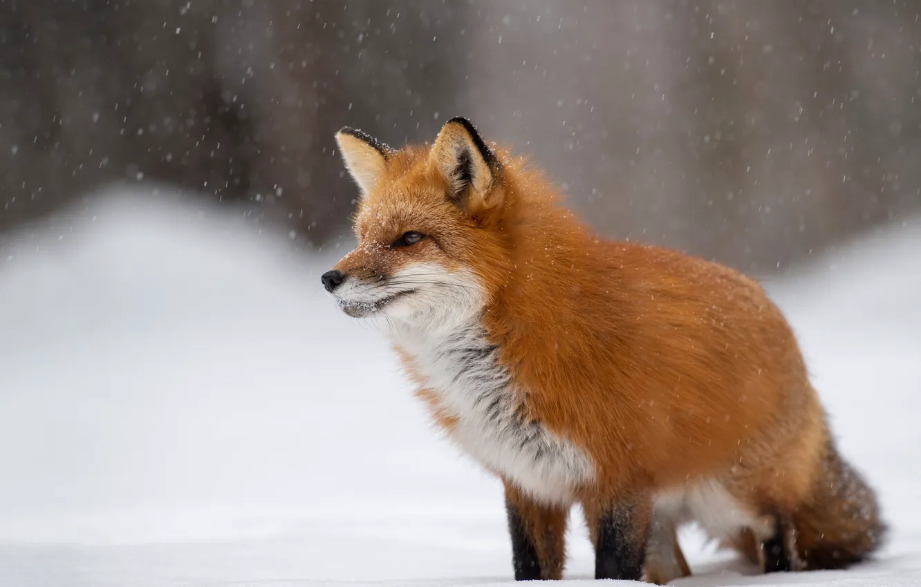 Photo wallpaper winter, look, face, snow, nature, Fox, red, sitting