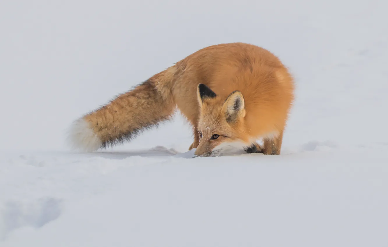 Photo wallpaper winter, look, snow, nature, pose, Fox, tail, the snow