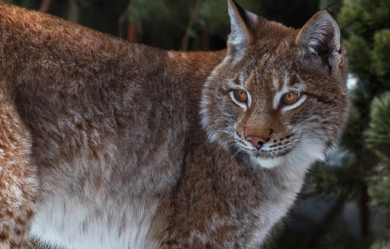 Photo wallpaper look, lynx, Oleg Bogdanov