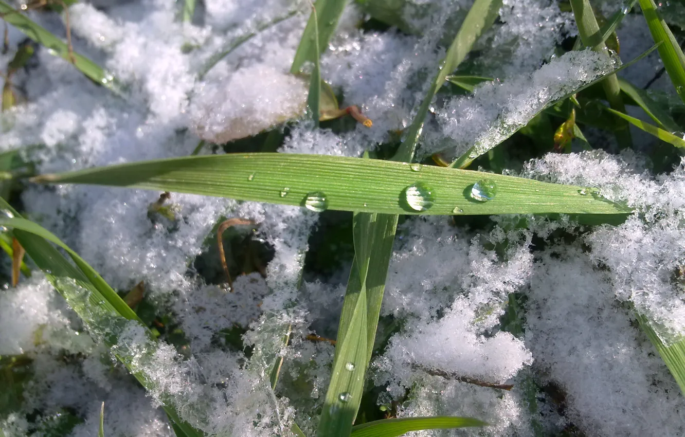 Photo wallpaper drops, autumn, grass, November, first, snow