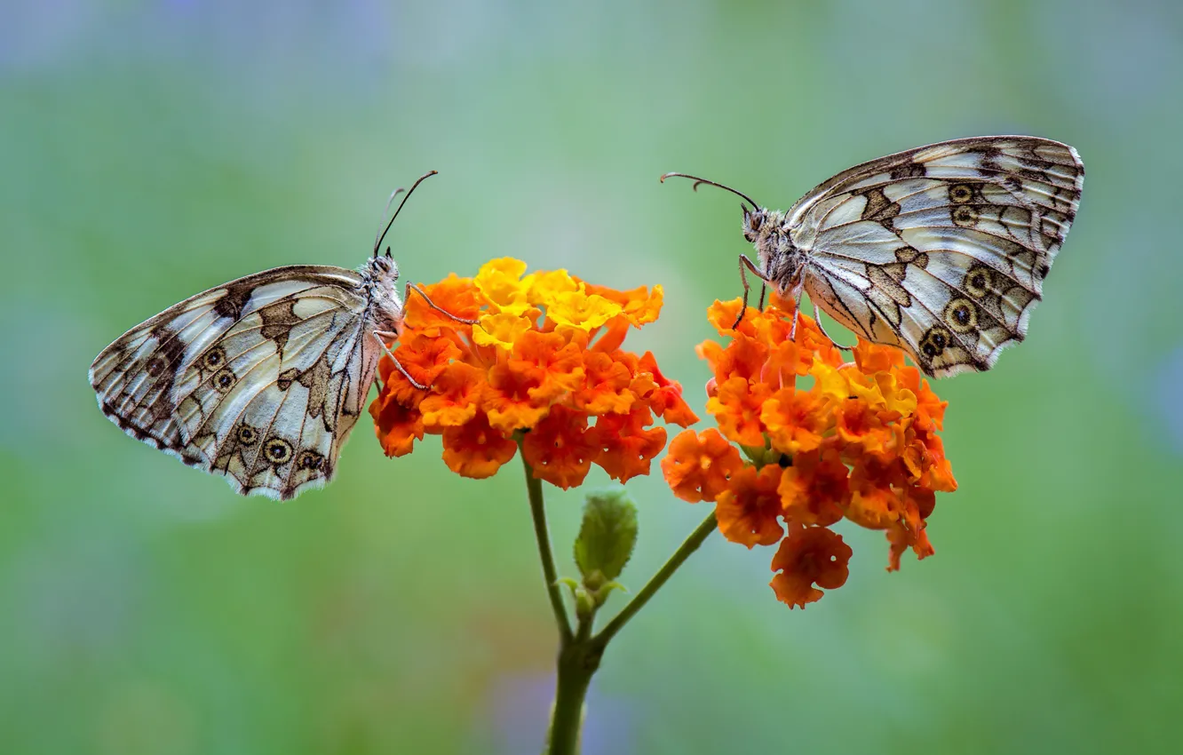Photo wallpaper flower, butterfly, pair, mastropasqua Galatea