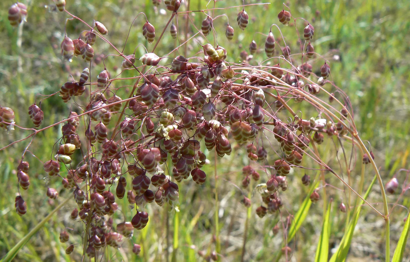 Photo wallpaper grass, macro, nature, my photo