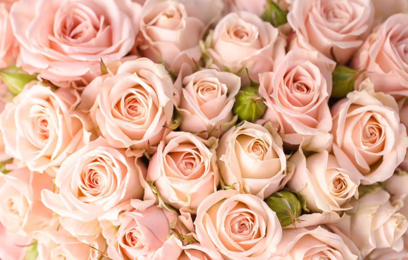 Photo wallpaper tenderness, roses, buds, peach