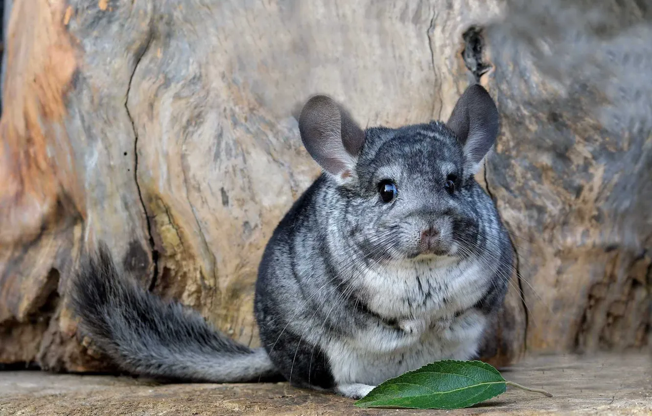 Photo wallpaper leaf, fluffy, antennae, animal, chinchilla