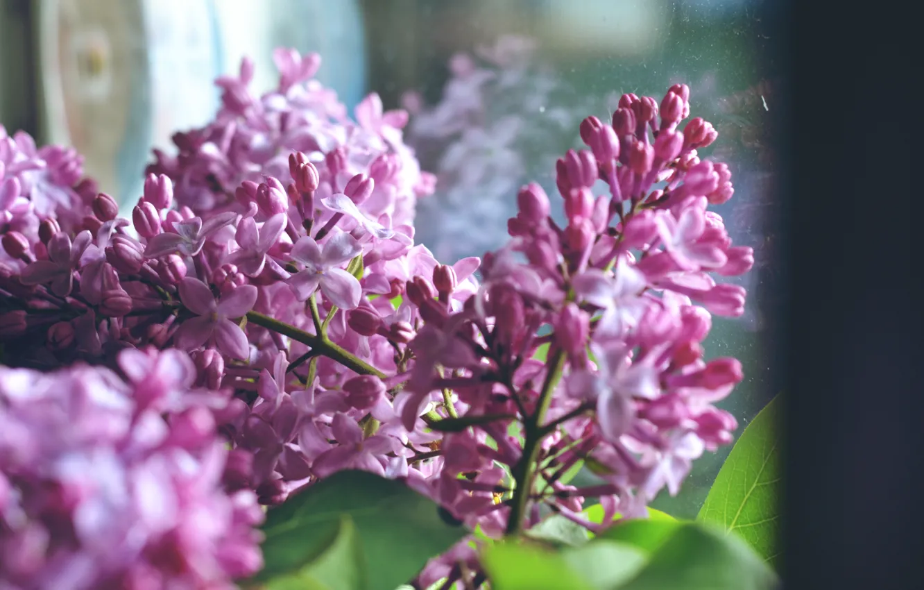 Photo wallpaper flowers, petals, lilac